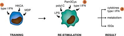 Trained Immunity in Primary Sjögren’s Syndrome: Linking Type I Interferons to a Pro-Atherogenic Phenotype